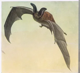 Blasser Fledermaus